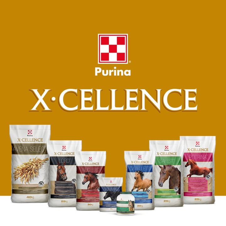 X-CELLENCE, la línea más amplia de complementos específicos para caballos