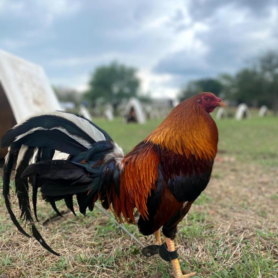 Gallos De Pelea