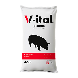 V-ITAL CERDO