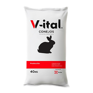 V-ITAL CONEJO